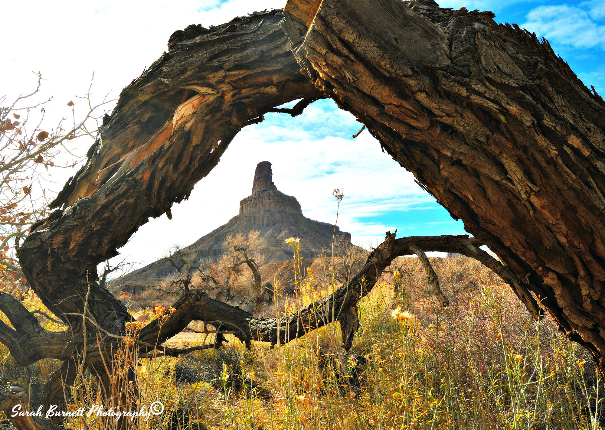 Cottonwood Spiral Gunnison Butte, Green River, UT