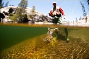 Man Catching a Trout While Fly Fishing in Green River Utah