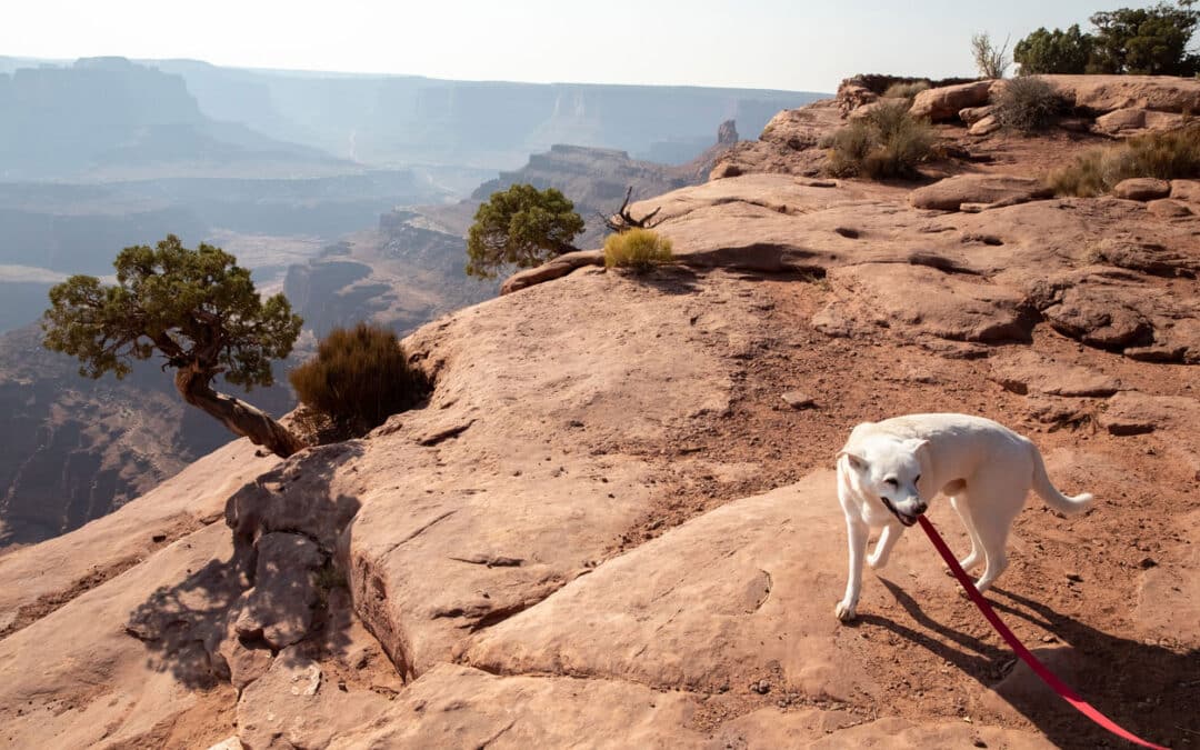 Pet-Friendly Travel in Utah: Where to Stay & What to Do with Your Furry Friend