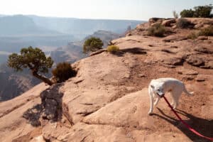 Traveling with dog at in Utah