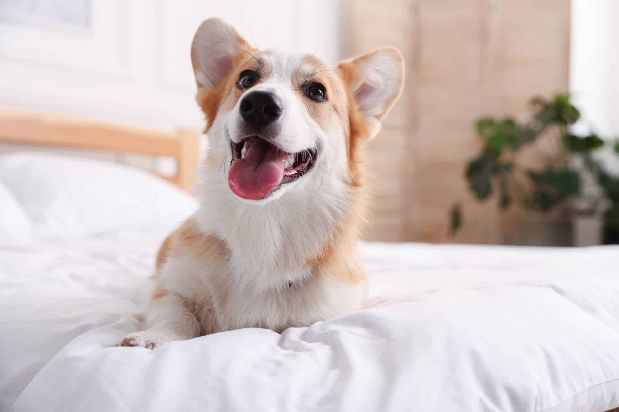 Young Corgi Enjoying Comfortable Hotel Bed with White Sheets